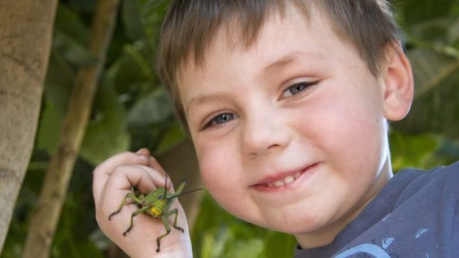 Smiling young boy with brown hair holding a large green spider.