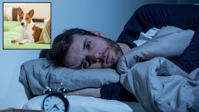 Man looking terrified laying in bed next to alarm clock with a picture of a Basenji dog in the corner.