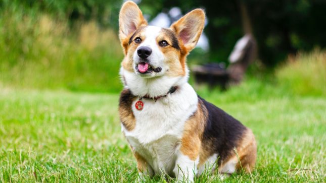 Brown, white, and black corgi with its tongue out and a black collar on against a grass background.