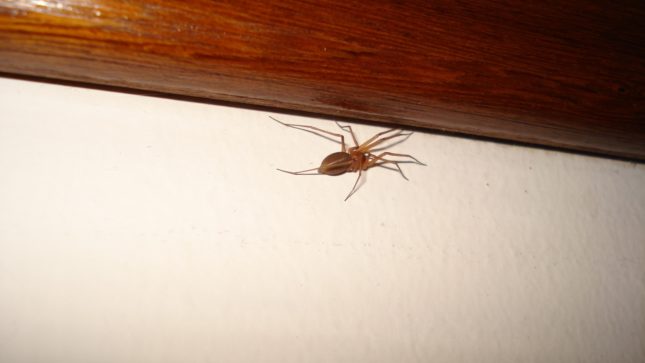 Large, brown spider against a stucco, cream wall, underneath a cherry wood crown moulding.