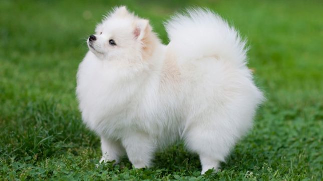 White-beige pomeranian looking up, standing on grass, very fluffy dog.