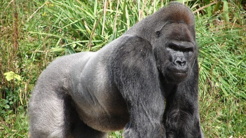 Help Me Buy a Pet Silverback Gorilla to Confront My Dad