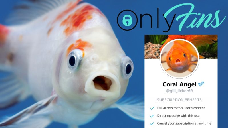 White and orange calico fish with it's mouth open, swimming in the ocean. Next to it is a logo that says: "OnlyFins" (Only is in black and regular font, Fins is in light blue and in script)featuring a light blue lock icon in the "O." There is a fish profile picture in a circle next to it of an orange fish. The text below it in black reads, "Coral Angel" and under that @gill_licker69. Under that reads: "Subscription benefits:" which includes "Full access to this user's content", "Direct message with this user", and "Cancel your membership at any time."