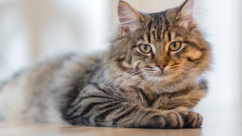 Medium-haired gray, tan, and brown tabby cat with hazel greenish brown eyes sitting on a light wood desk. There is a faded white wall with shadows on it behind the cat.